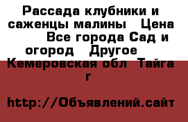 Рассада клубники и саженцы малины › Цена ­ 10 - Все города Сад и огород » Другое   . Кемеровская обл.,Тайга г.